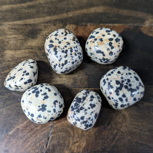 White Dalmation - Tumbled image 0